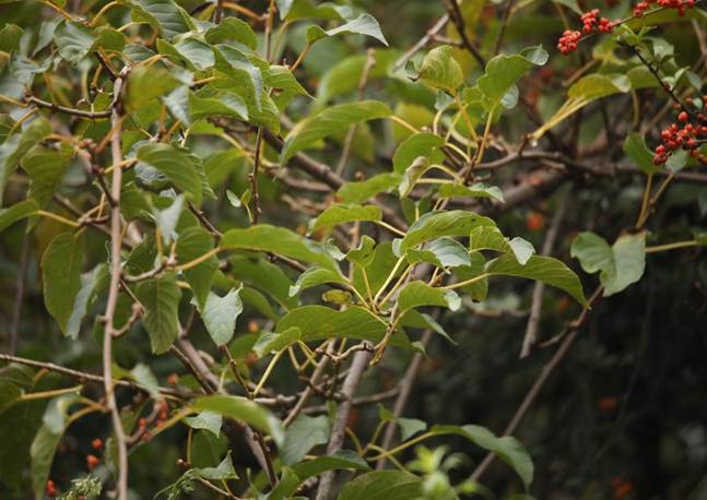 TQQ_京梨猕猴桃 Actinidia callosa var. henryi (1)