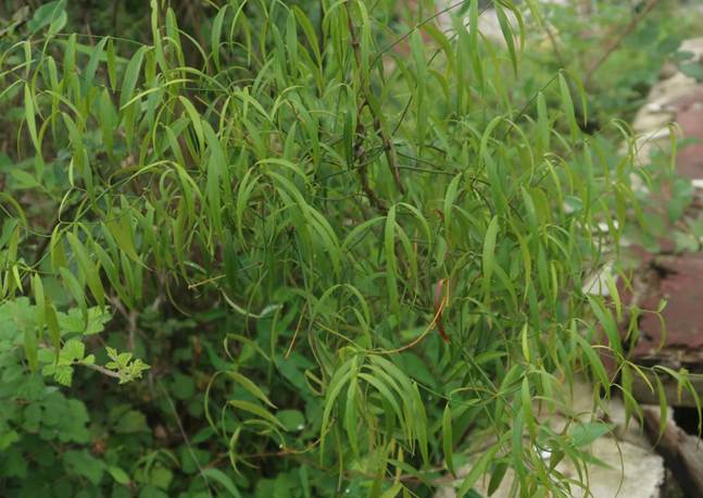 Periploca+forrestii+Schltr._黑龙骨_PPBC_5194846_田琴_贵州省_贵州大学