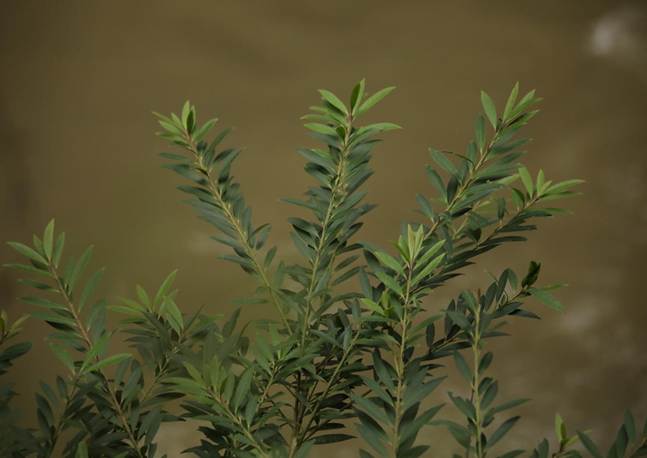 TQQ_河滩冬青 (2)