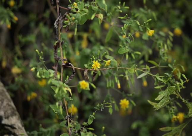 TQQ_黄瓜菜 Crepidiastrum denticulatum (2)