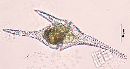 38飞燕角甲藻Ceratium hirundinella（角甲藻科Ceratiaceae）