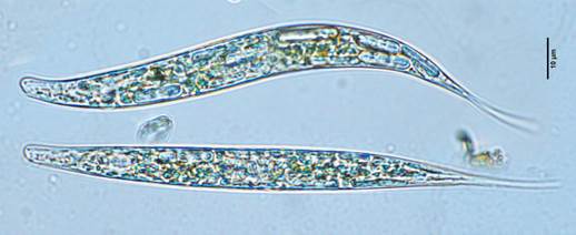 39梭形裸藻Euglena acus（裸藻科Euglenaceae）
