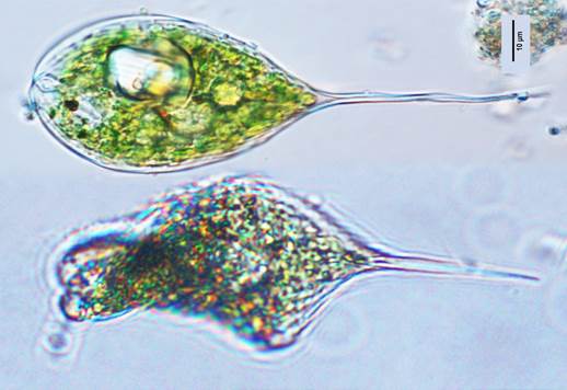 41扭曲扁裸藻Phacus tortus（裸藻科Euglenaceae）