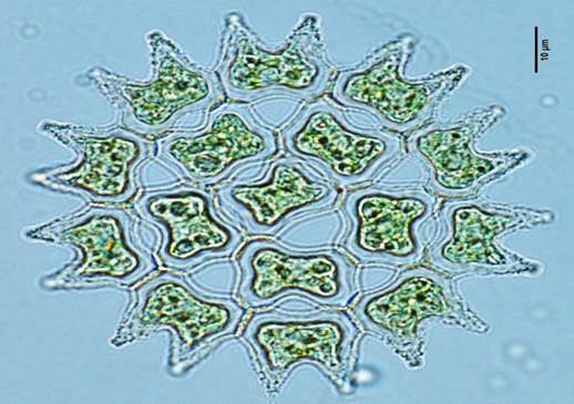 46二角盘星藻皱折变种Pediastrum  duplex var. rugulosume（盘星藻科Pediastraceae）