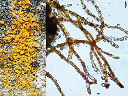 51冷杉橘色藻Trentepohlia abietina（栅藻科Scenedesmaceae）