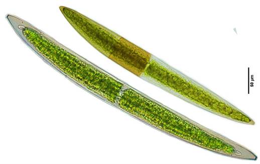 56锐新月藻Closterium acerosum（鼓藻科Desmidiaceae）