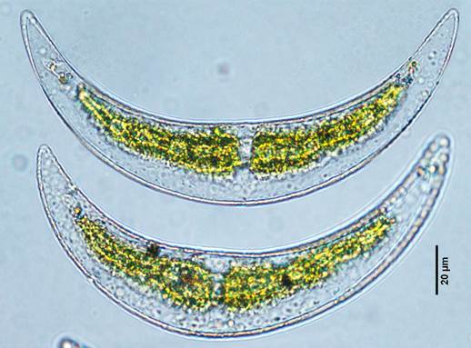 57莱布新月藻Closterium leibleinii（鼓藻科Desmidiaceae）