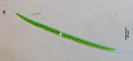 59极长新月藻Closterium praelongum（鼓藻科Desmidiaceae）