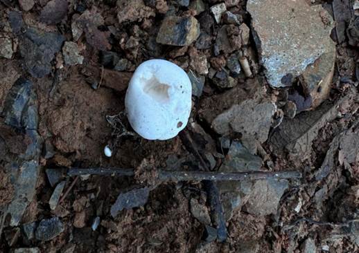 石头上有叶子 AI 生成的内容可能不正确。