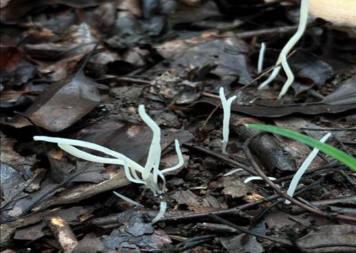 躺在树枝上 AI 生成的内容可能不正确。