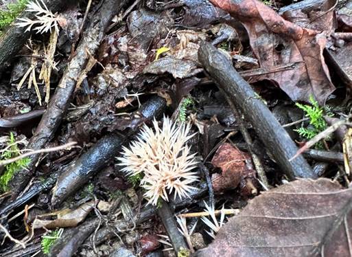 在树枝上 AI 生成的内容可能不正确。