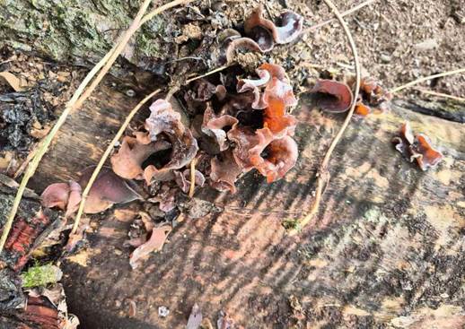 图片包含 菌类, 游戏机 AI 生成的内容可能不正确。