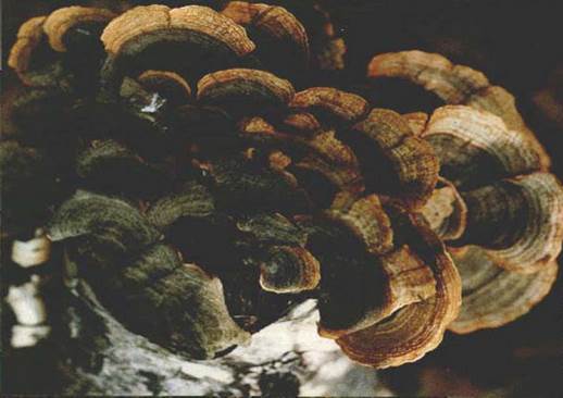 图片包含 游戏机 AI 生成的内容可能不正确。