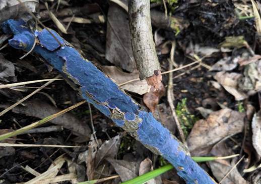 躺在树枝上 AI 生成的内容可能不正确。