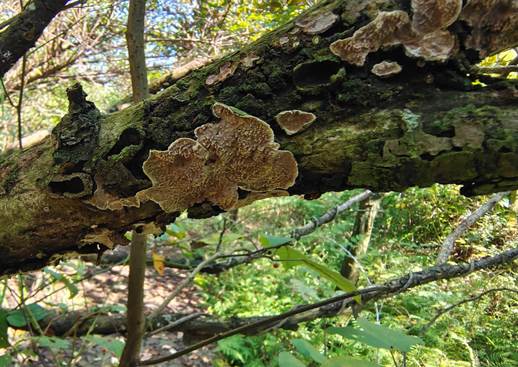 树上的叶子 AI 生成的内容可能不正确。