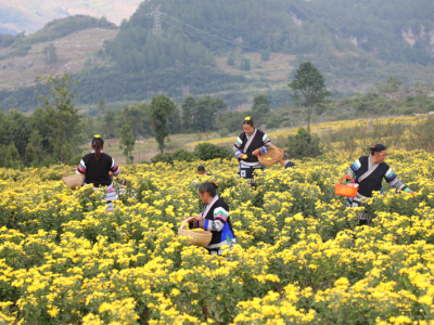 织金洞世界地质公园带动周边社区发展乡村旅游产业