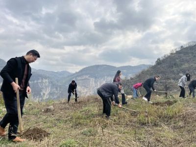 植绿护洞践初心 党建引领绘新卷&mdash;&mdash;织金洞开展义务植树活动